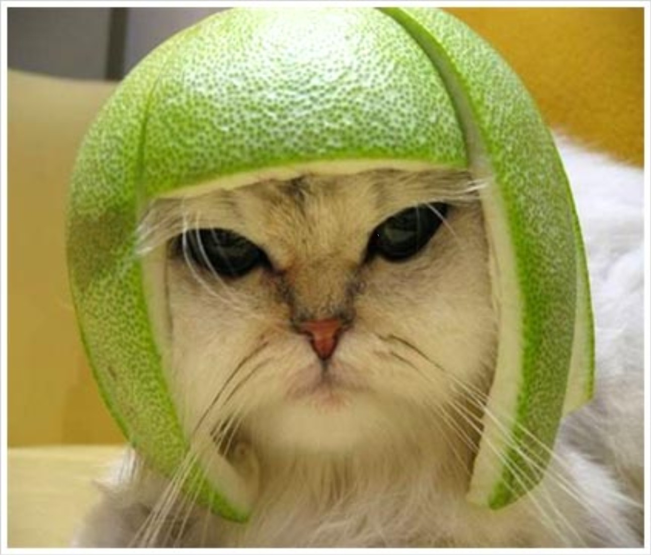 melon-head.jpg